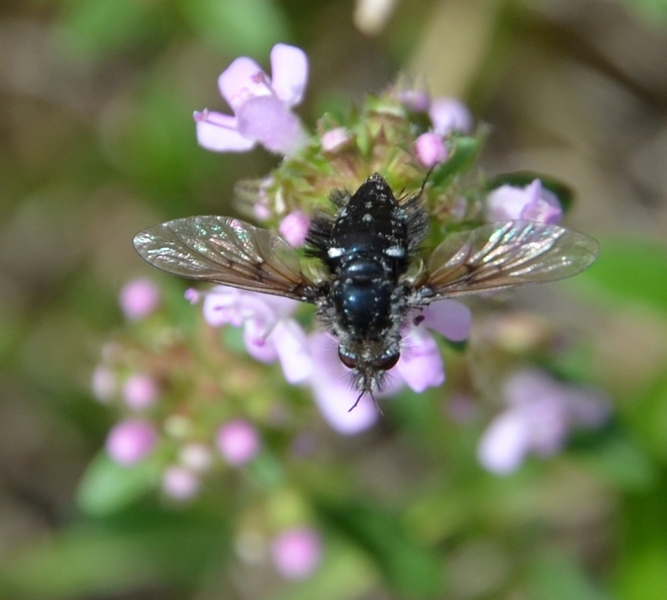 Bombyliidae